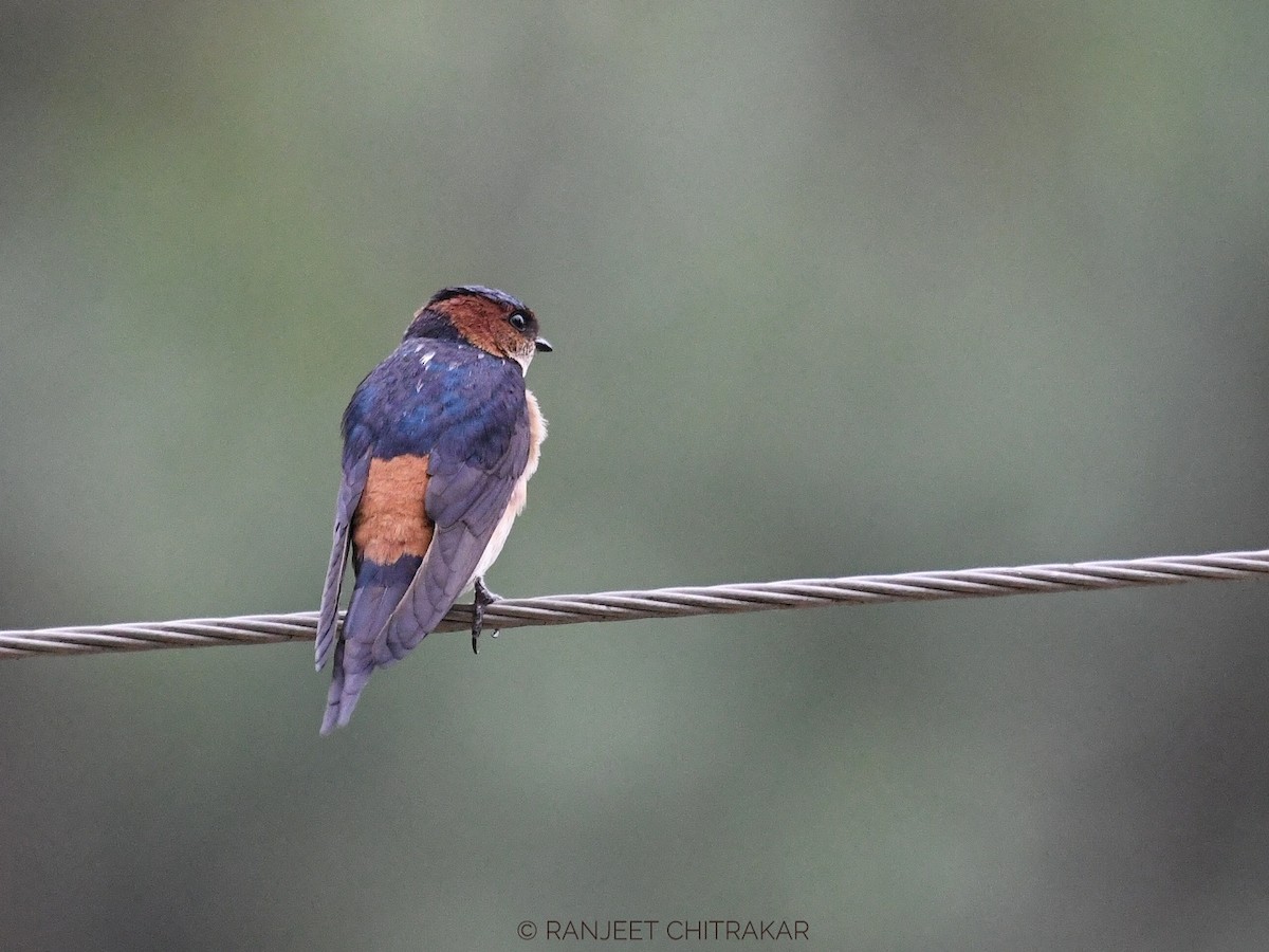 Red-rumped Swallow - ML620555765