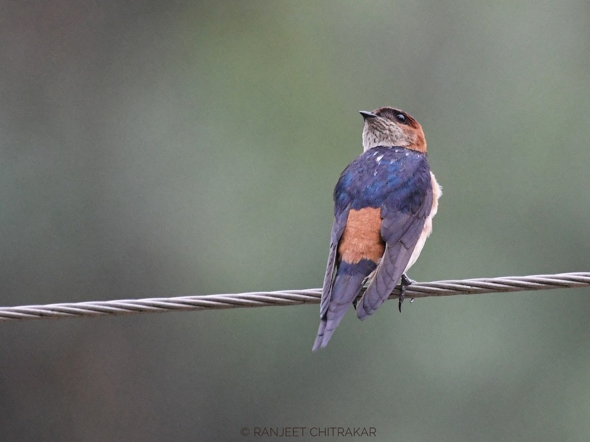 Red-rumped Swallow - ML620555766