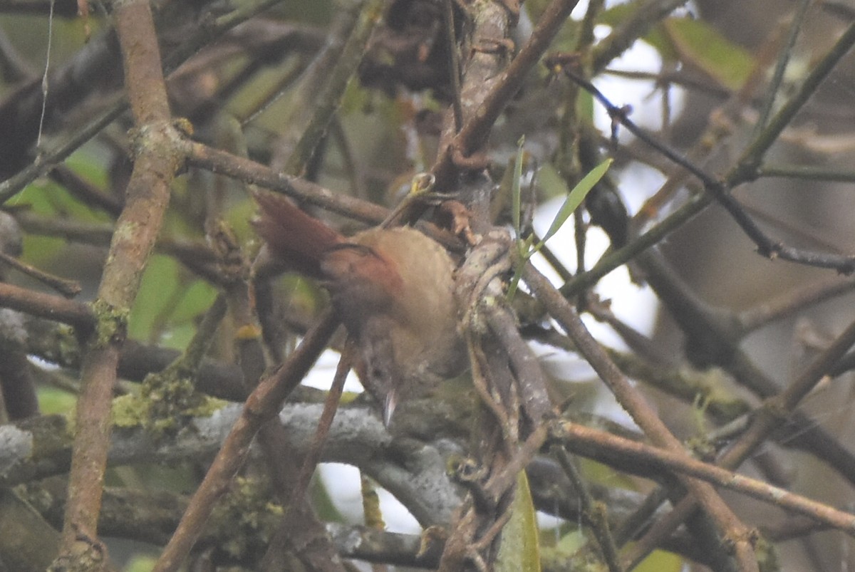 Ash-browed Spinetail - ML620555773