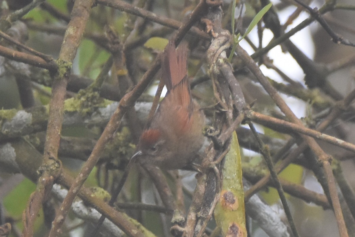 Ash-browed Spinetail - ML620555774