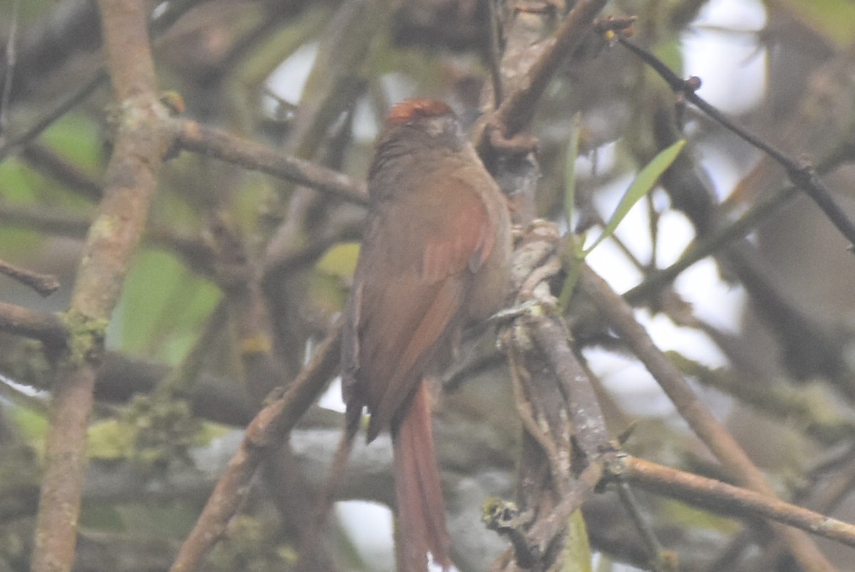 Ash-browed Spinetail - ML620555775