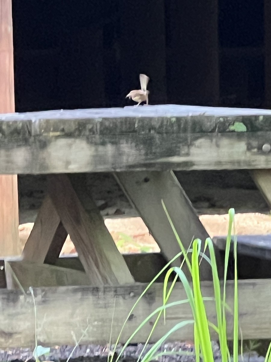 Carolina Wren - ML620555779