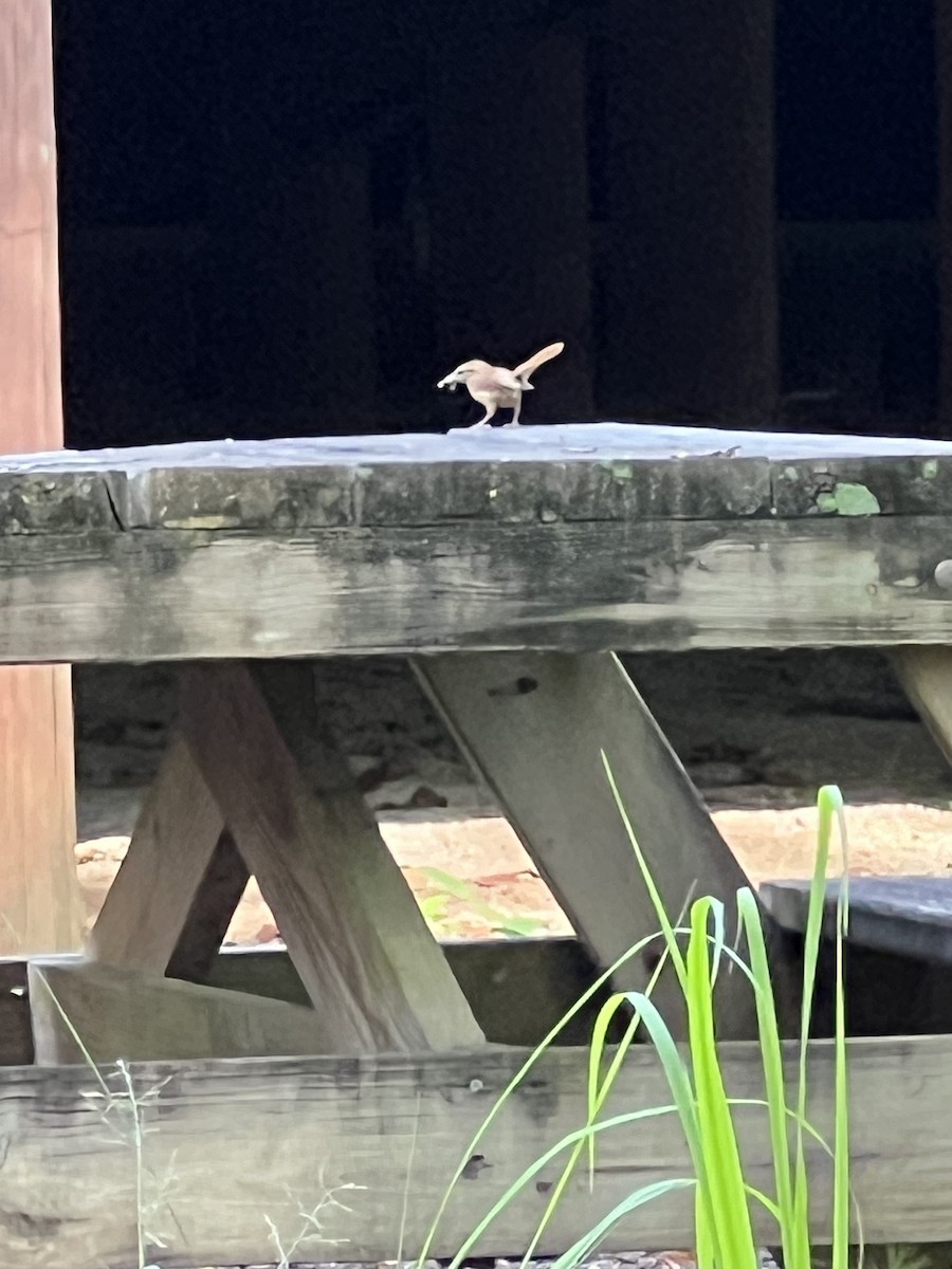 Carolina Wren - ML620555780