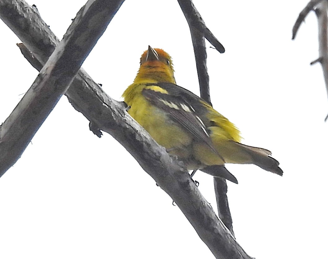 Western Tanager - ML620555785