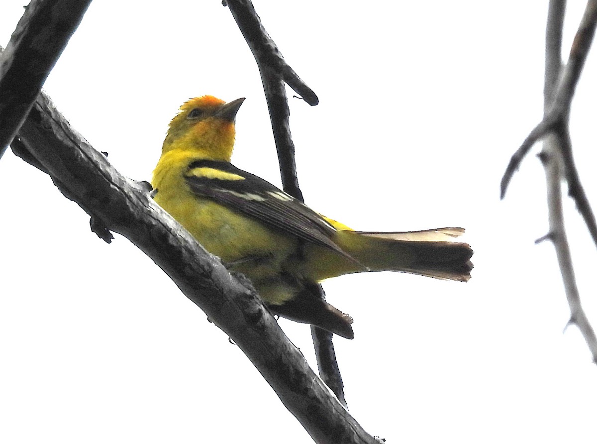 Western Tanager - ML620555786