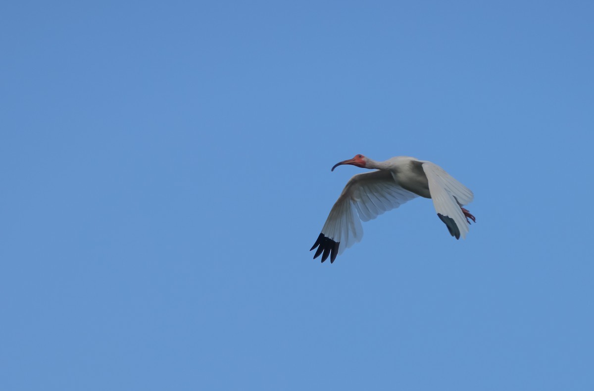 ibis bílý - ML620555794