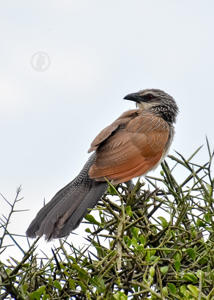 White-browed Coucal (White-browed) - ML620555796