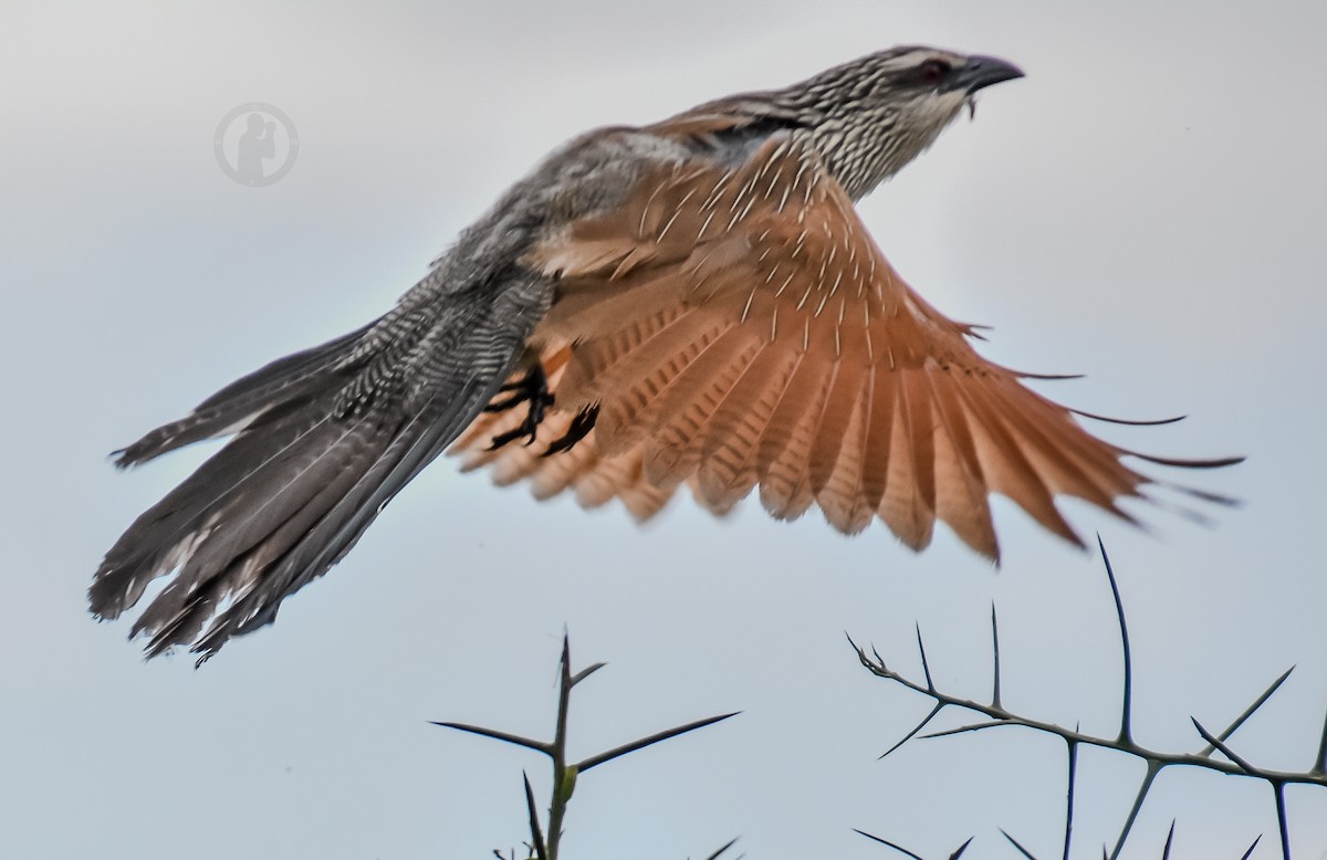 White-browed Coucal (White-browed) - ML620555797