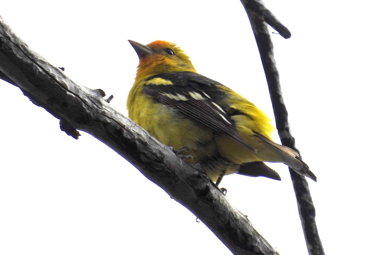 Western Tanager - ML620555803