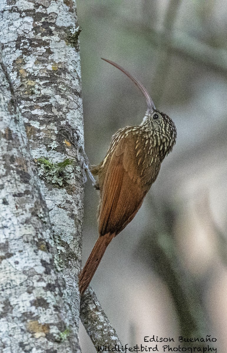 Red-billed Scythebill - ML620555809