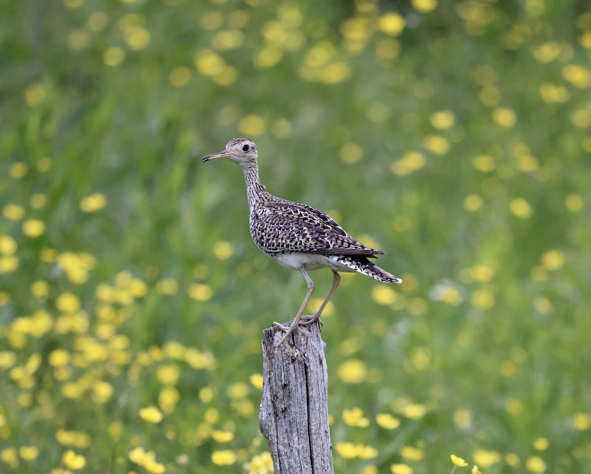 Upland Sandpiper - ML620555810