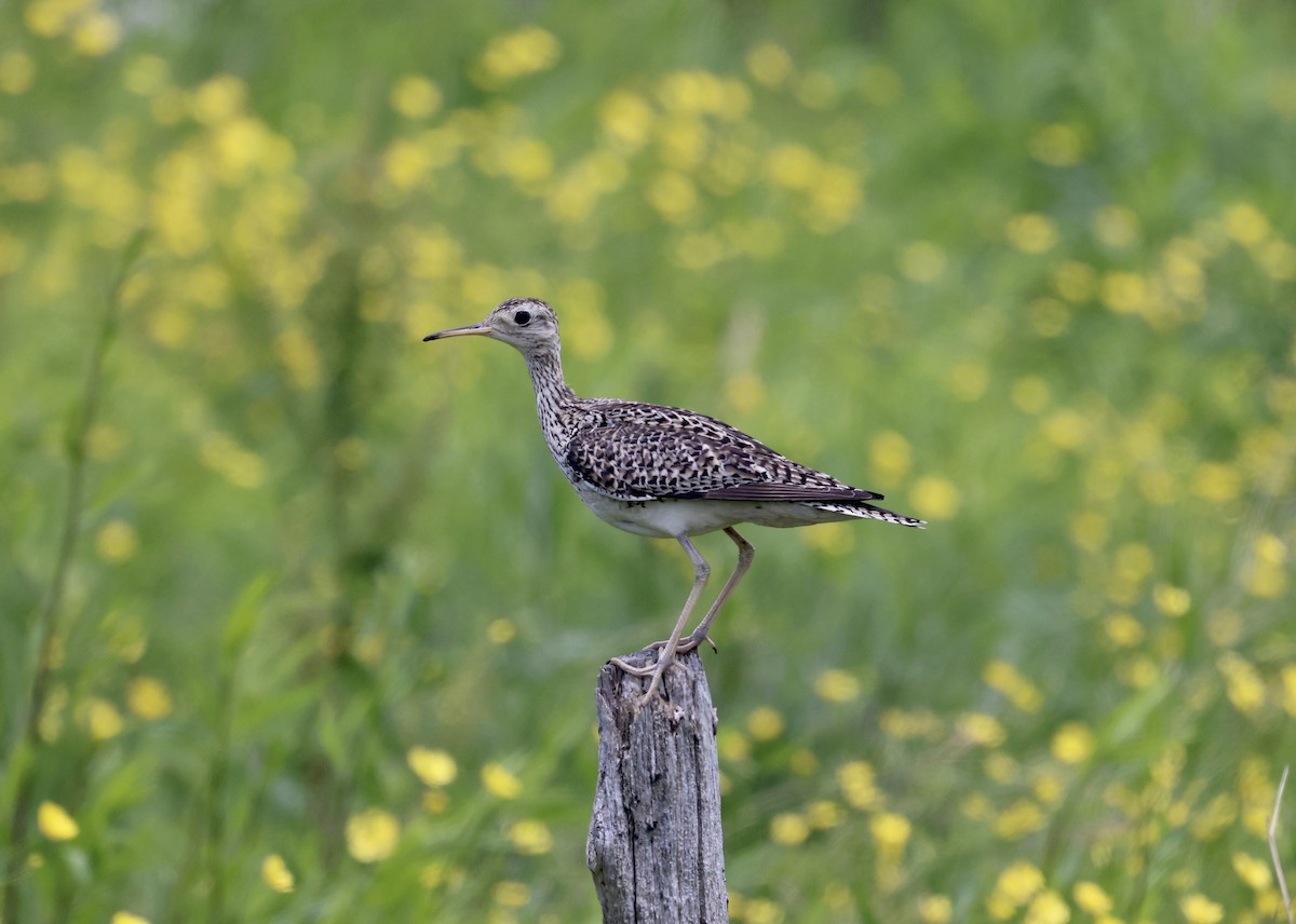 Upland Sandpiper - ML620555811