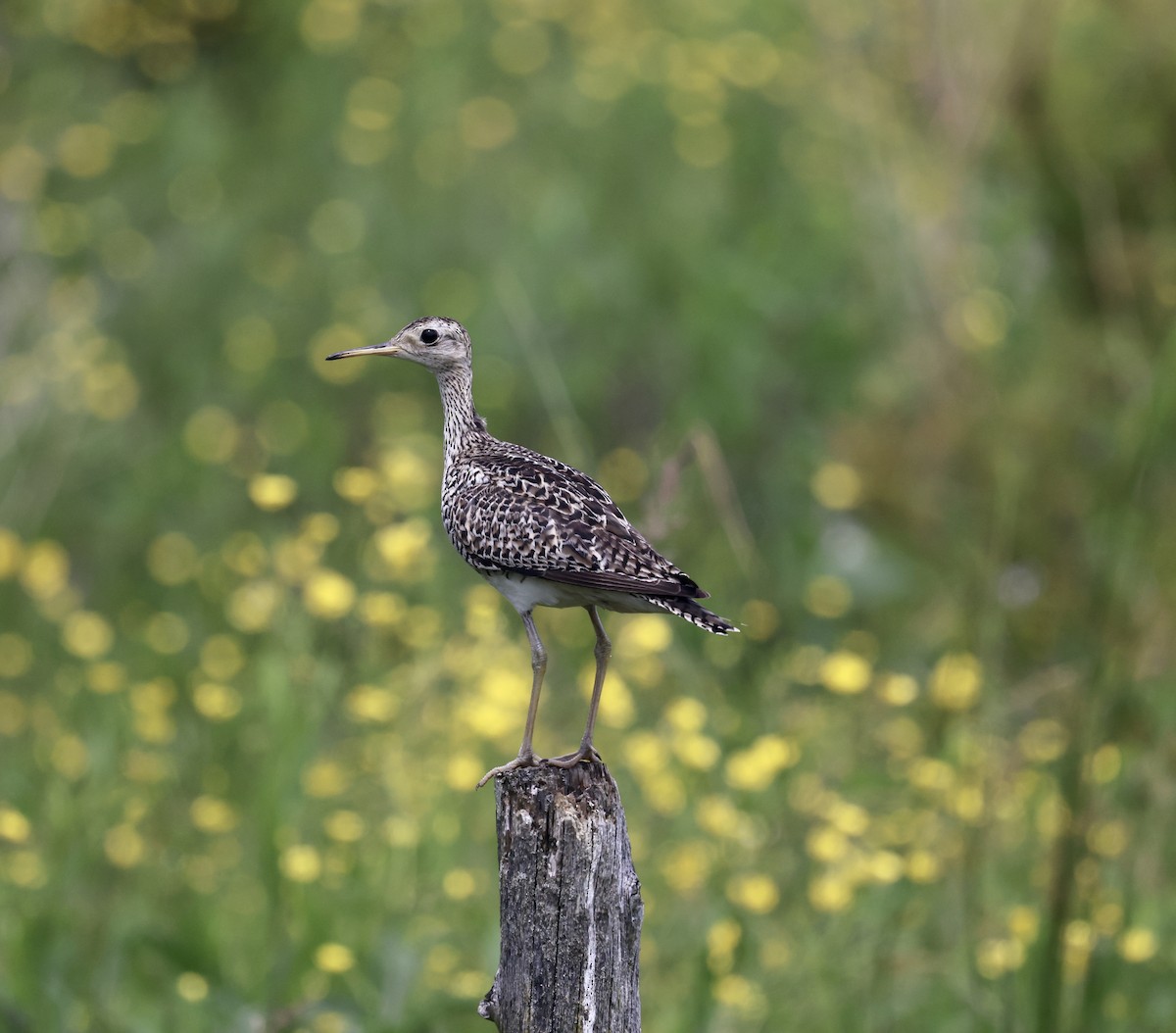 Upland Sandpiper - ML620555813