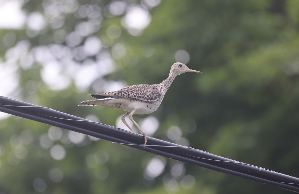 Upland Sandpiper - ML620555814