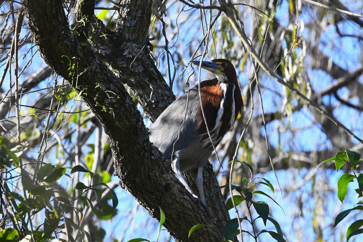 Rufescent Tiger-Heron - ML620555816