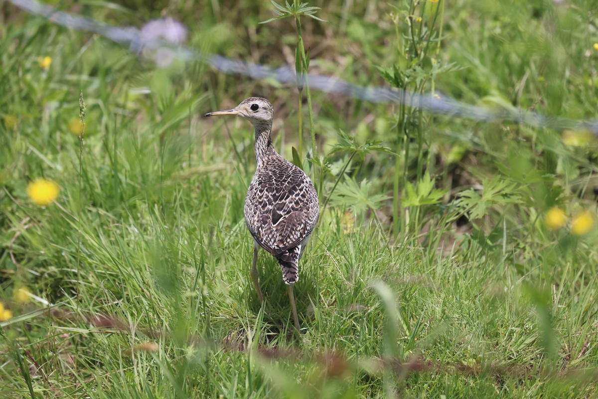 Upland Sandpiper - ML620555817