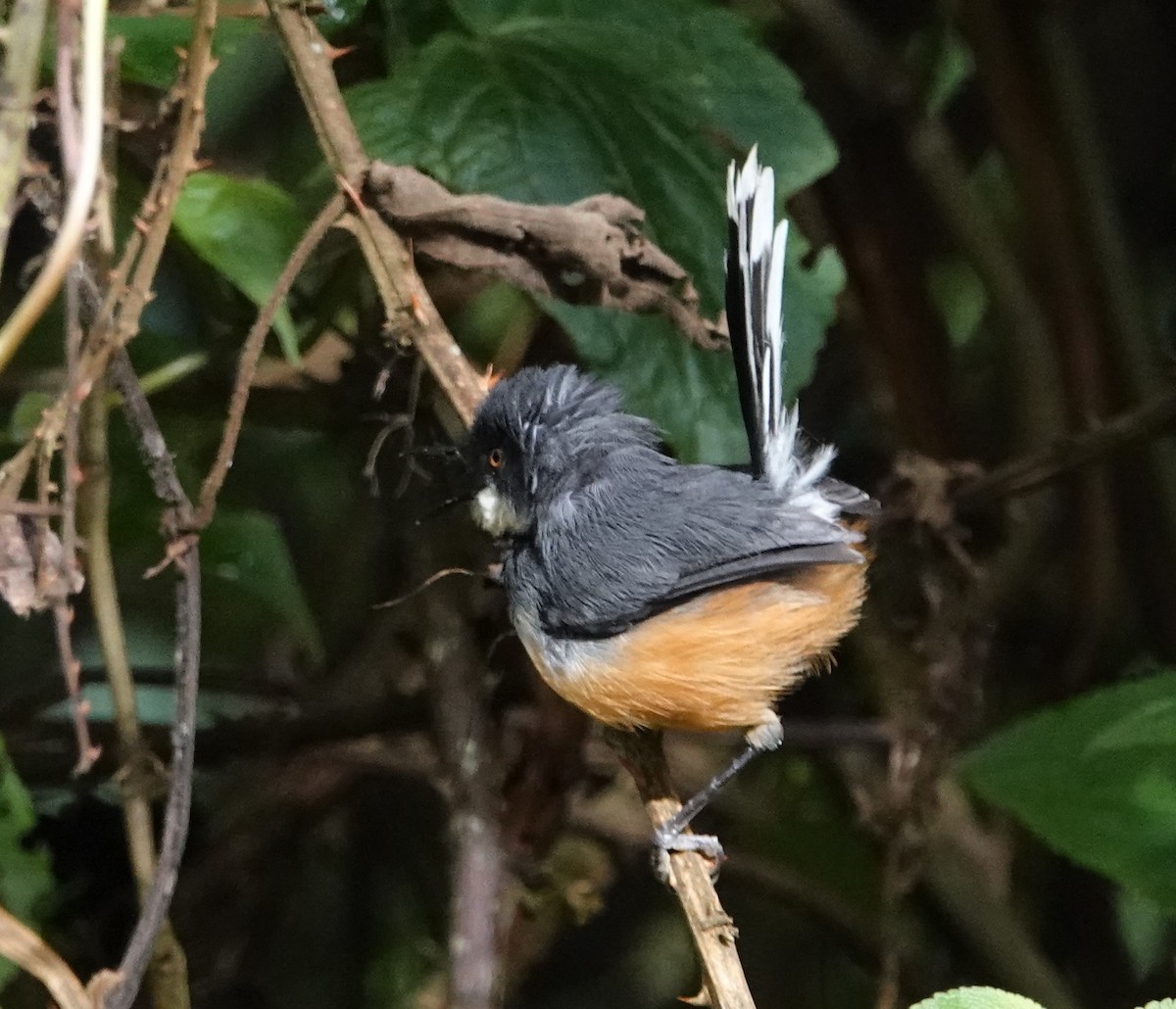 Apalis à col noir - ML620555818