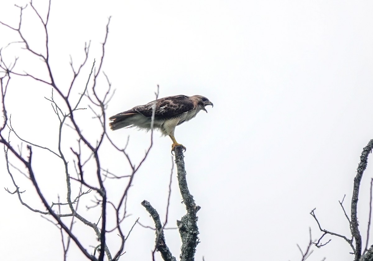 Red-tailed Hawk - ML620555832