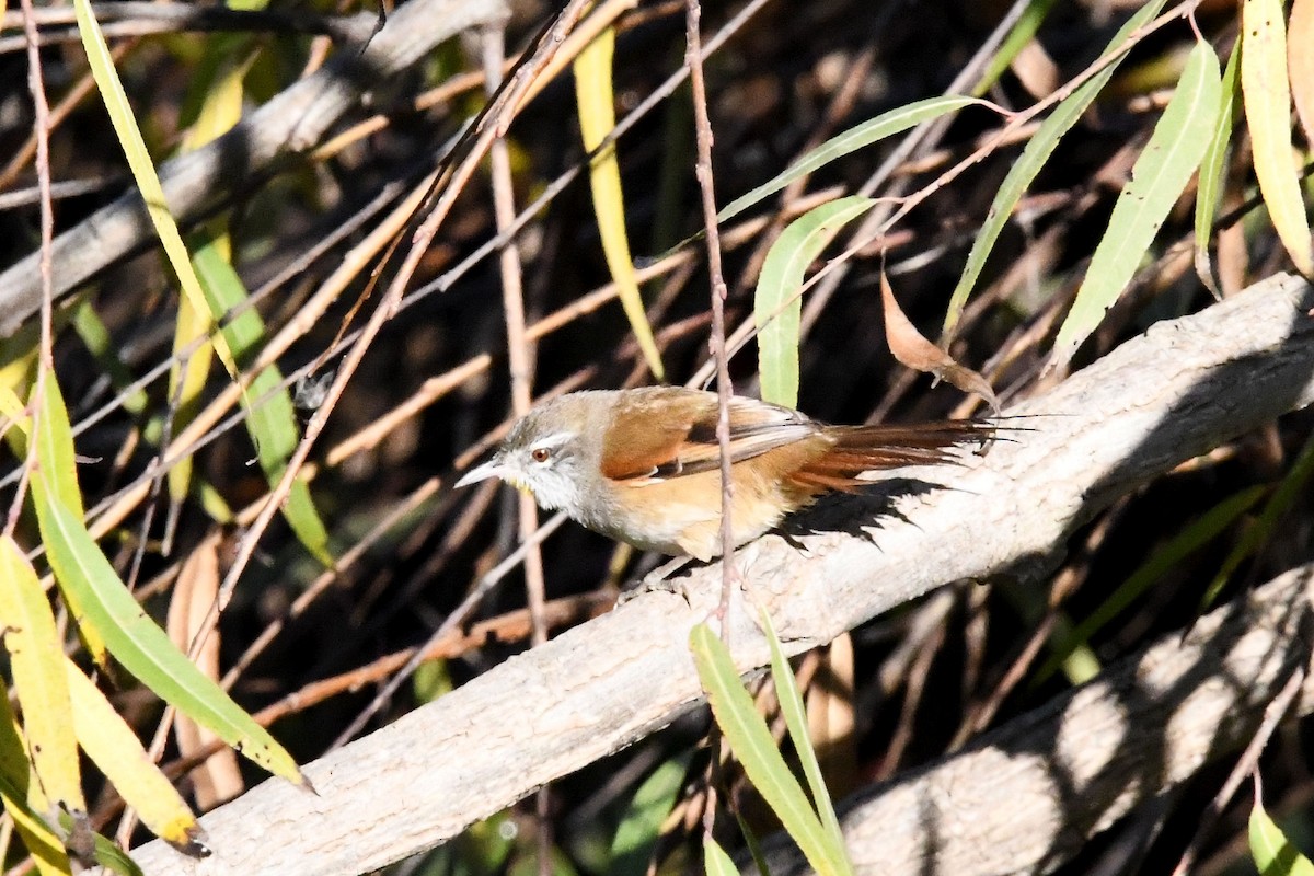 Sulphur-bearded Reedhaunter - ML620555837