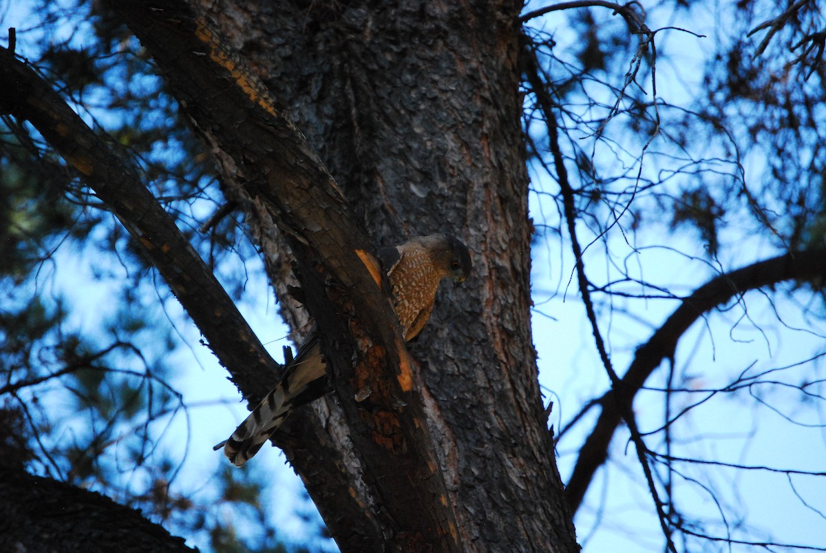 Cooper's Hawk - ML620555838