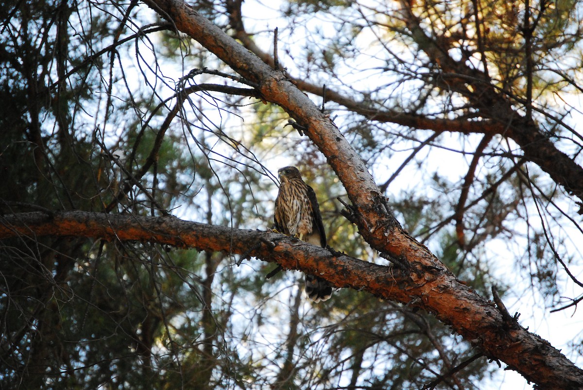 Cooper's Hawk - Dana Parsons