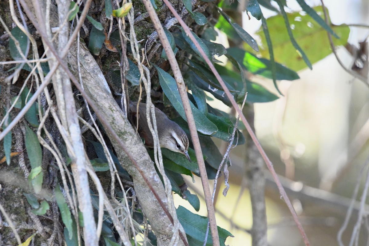 Stripe-crowned Spinetail - ML620555844