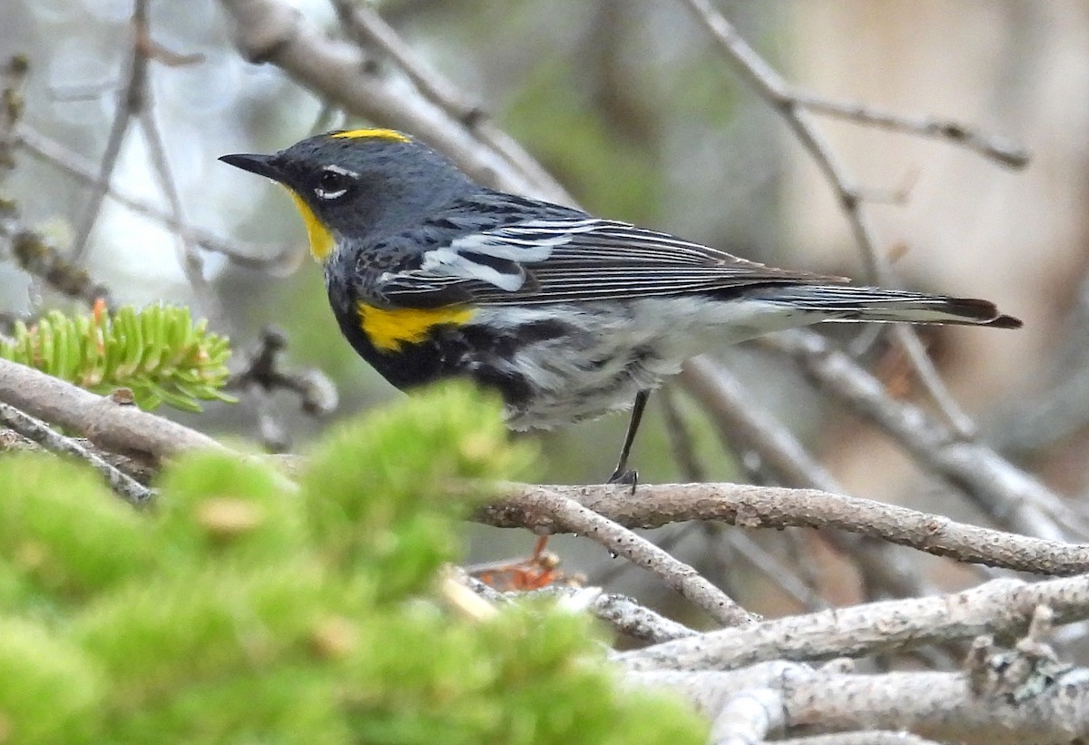 Yellow-rumped Warbler (Audubon's) - ML620555845
