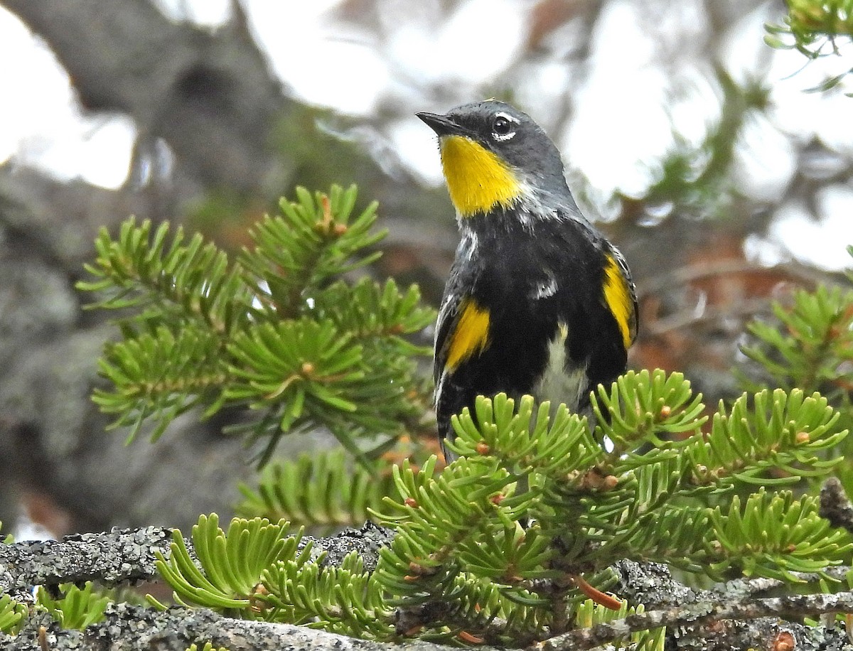 Yellow-rumped Warbler (Audubon's) - ML620555846