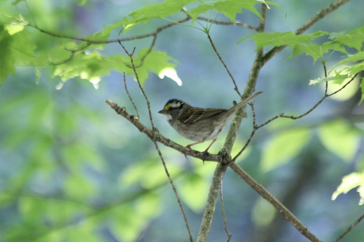 White-throated Sparrow - ML620555853