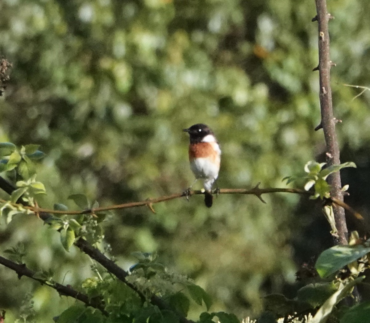 African Stonechat (African) - ML620555856