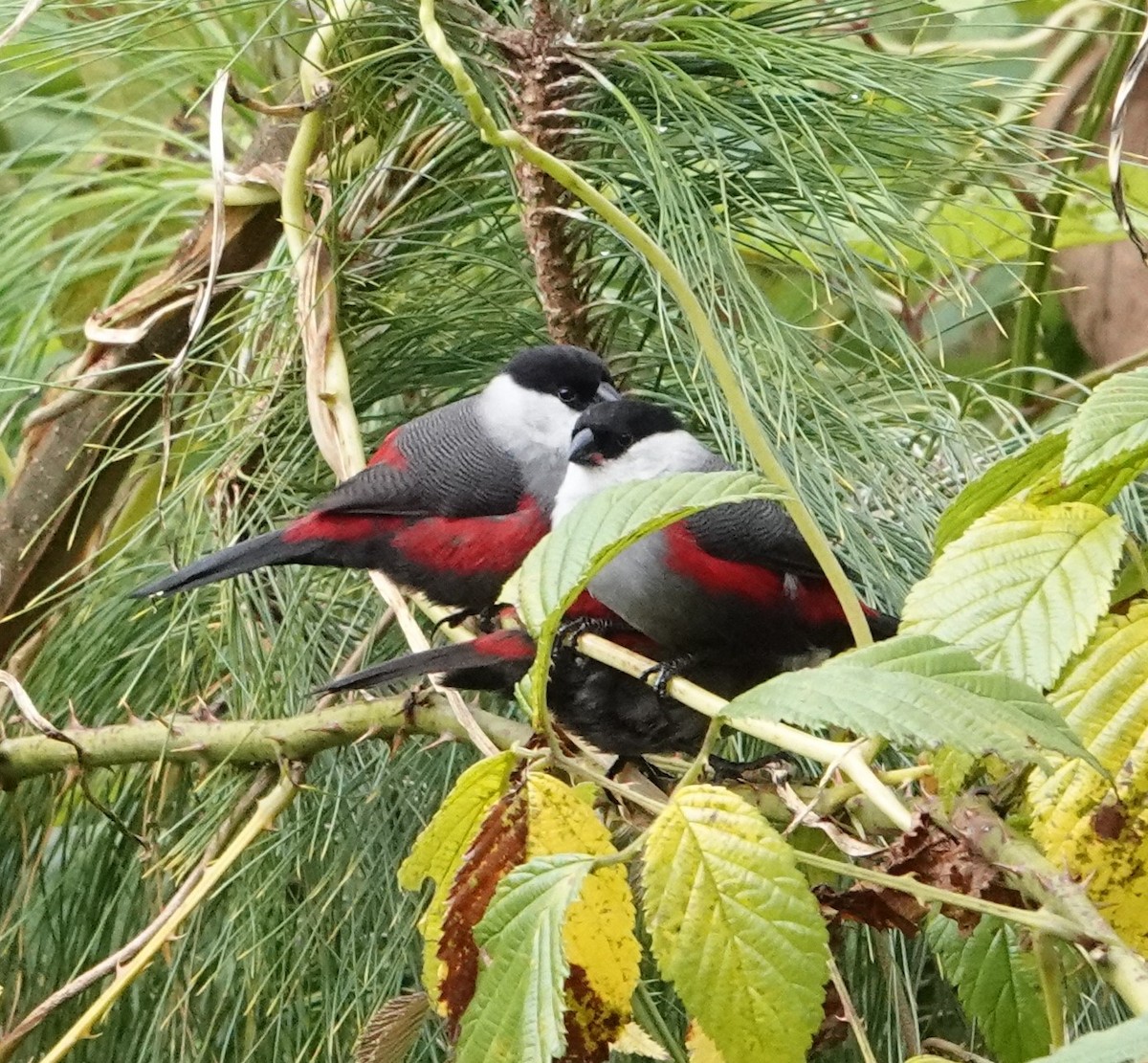 Kandt's Waxbill - ML620555865