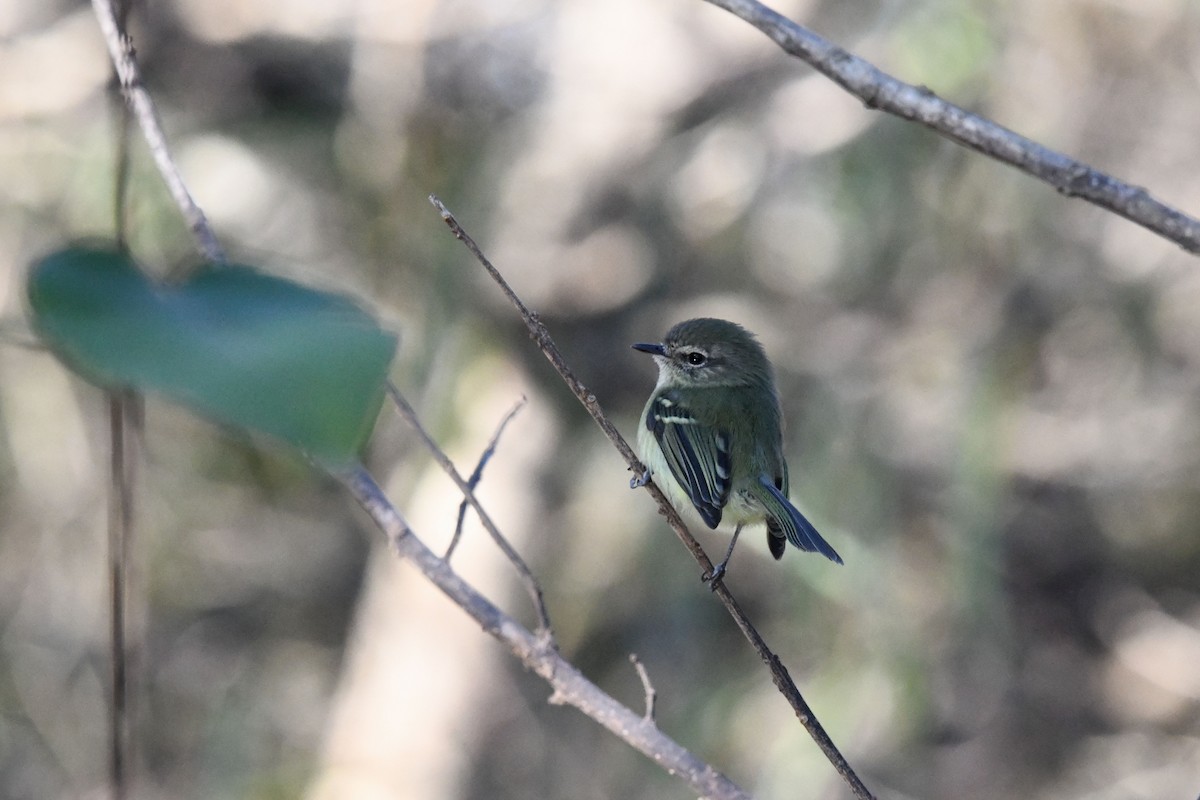 Mottle-cheeked Tyrannulet - ML620555872