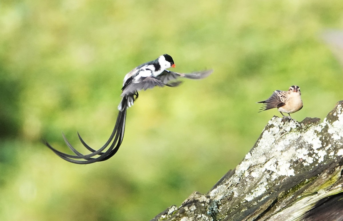 Pin-tailed Whydah - ML620555878