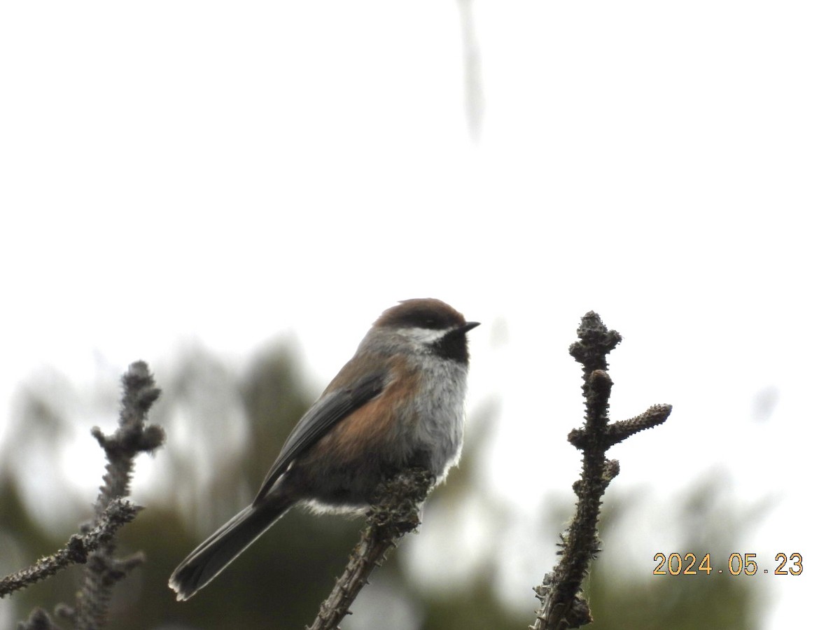 Boreal Chickadee - ML620555879