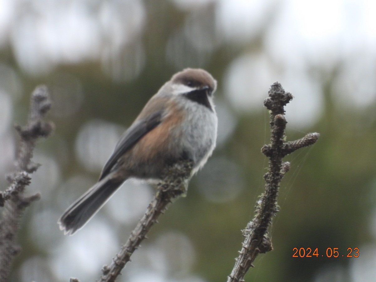 Boreal Chickadee - ML620555883