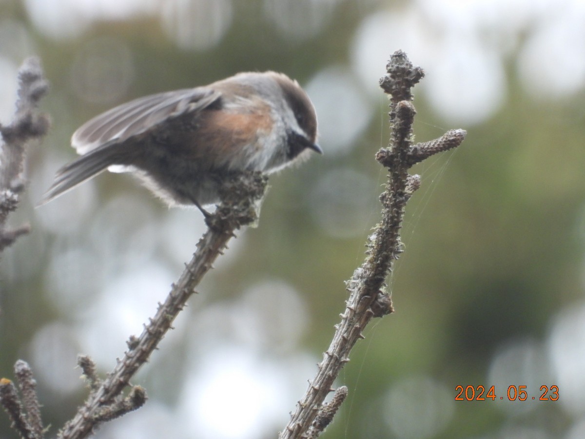 Boreal Chickadee - ML620555884