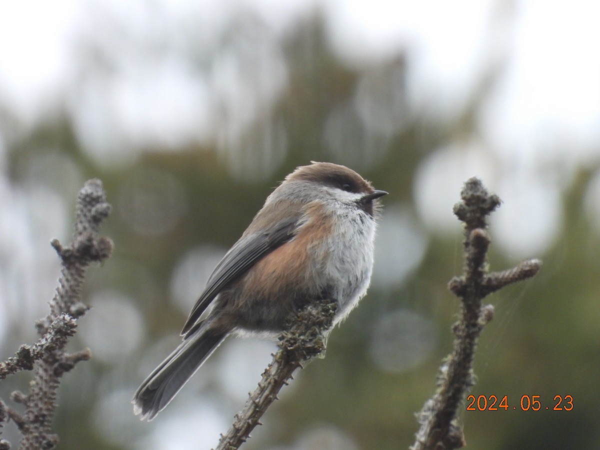 Boreal Chickadee - ML620555886