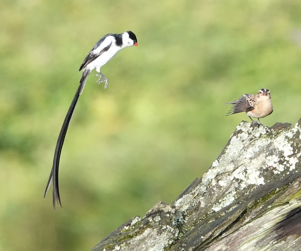 Pin-tailed Whydah - ML620555888