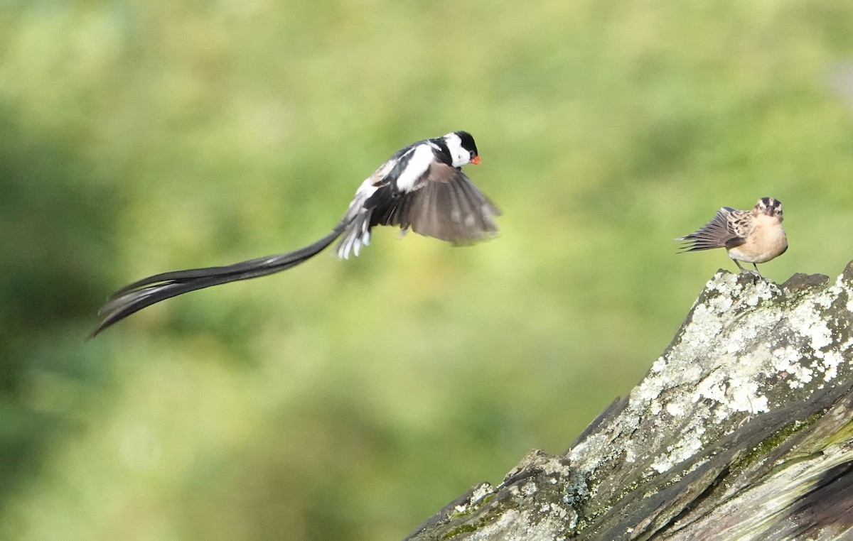 Pin-tailed Whydah - ML620555890