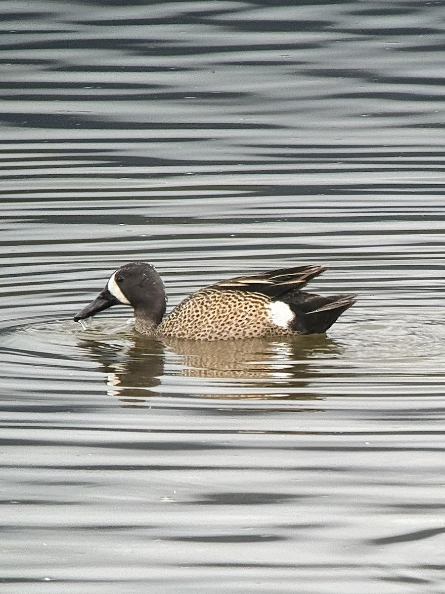 Blue-winged Teal - ML620555891