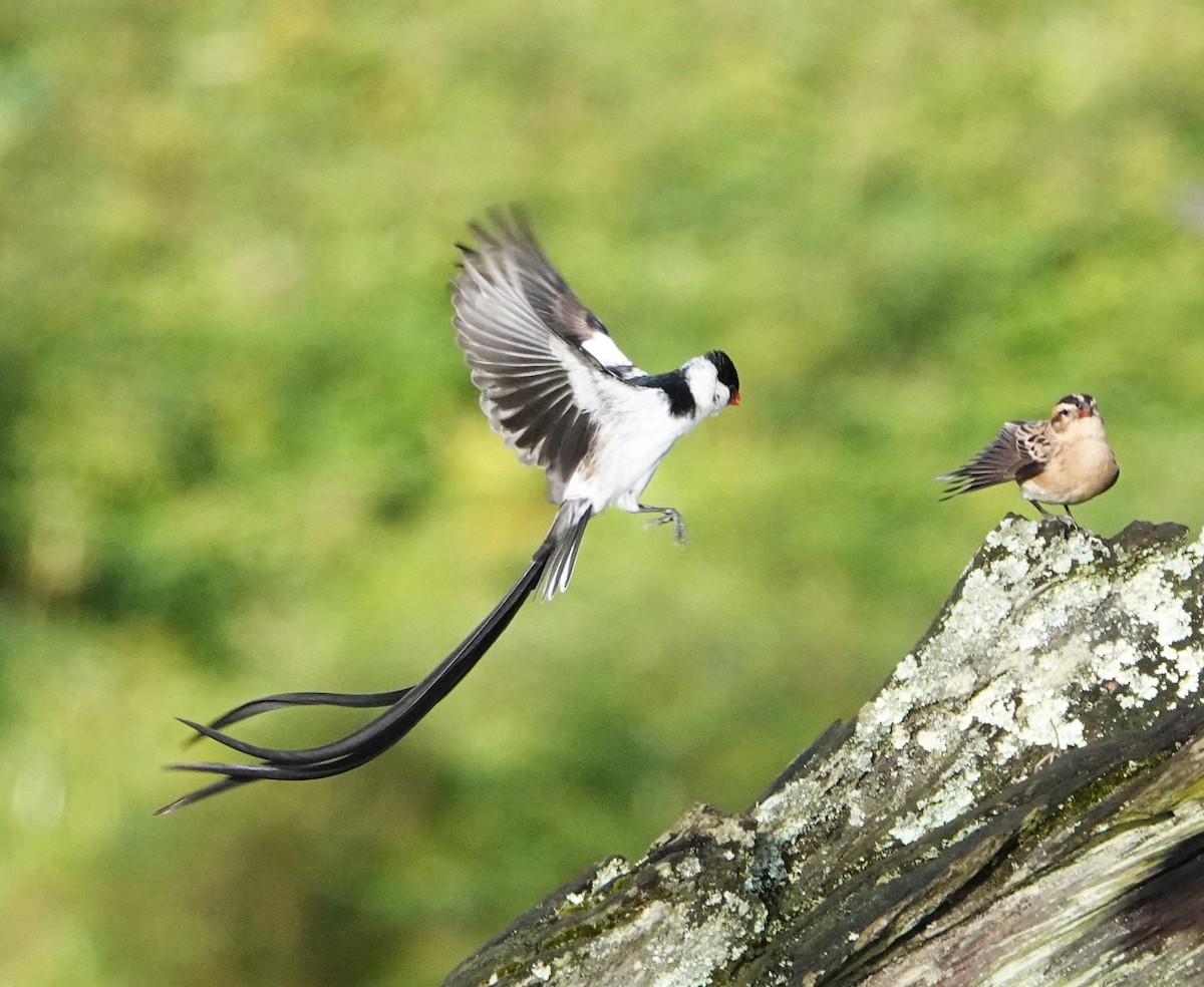 Pin-tailed Whydah - ML620555894