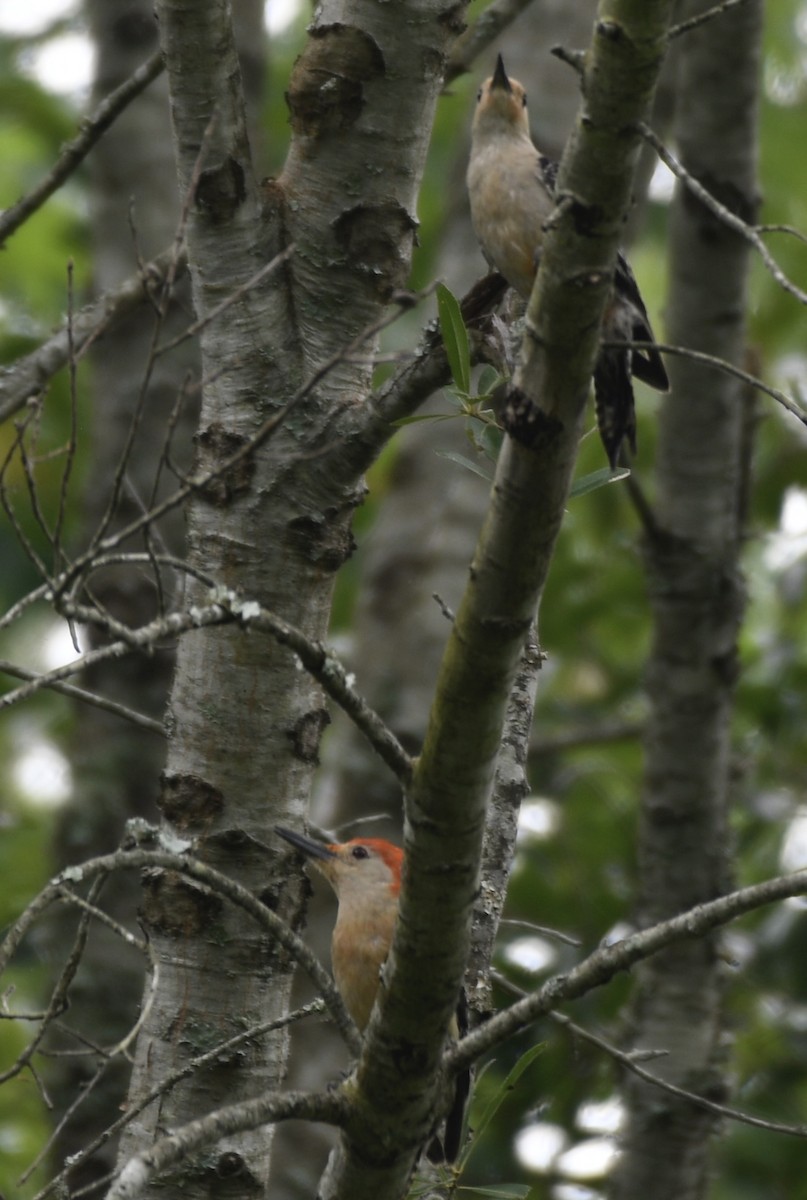 Red-bellied Woodpecker - ML620555895
