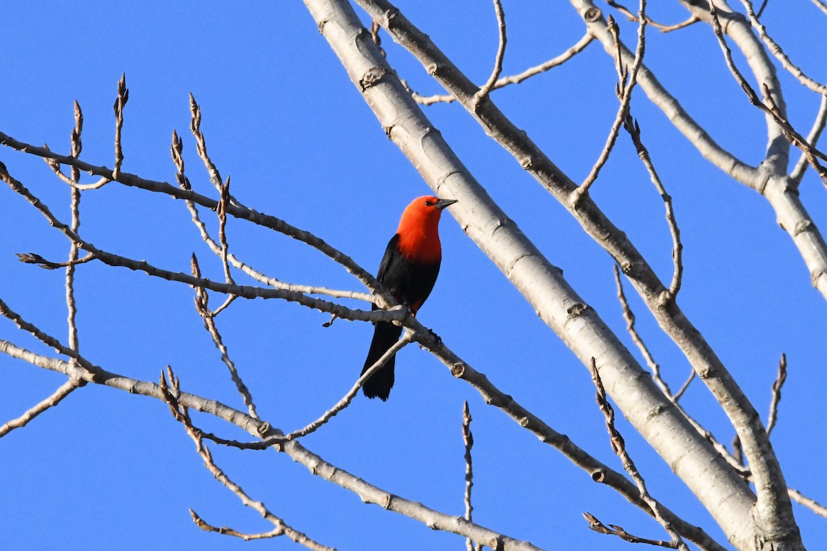 Scarlet-headed Blackbird - ML620555896