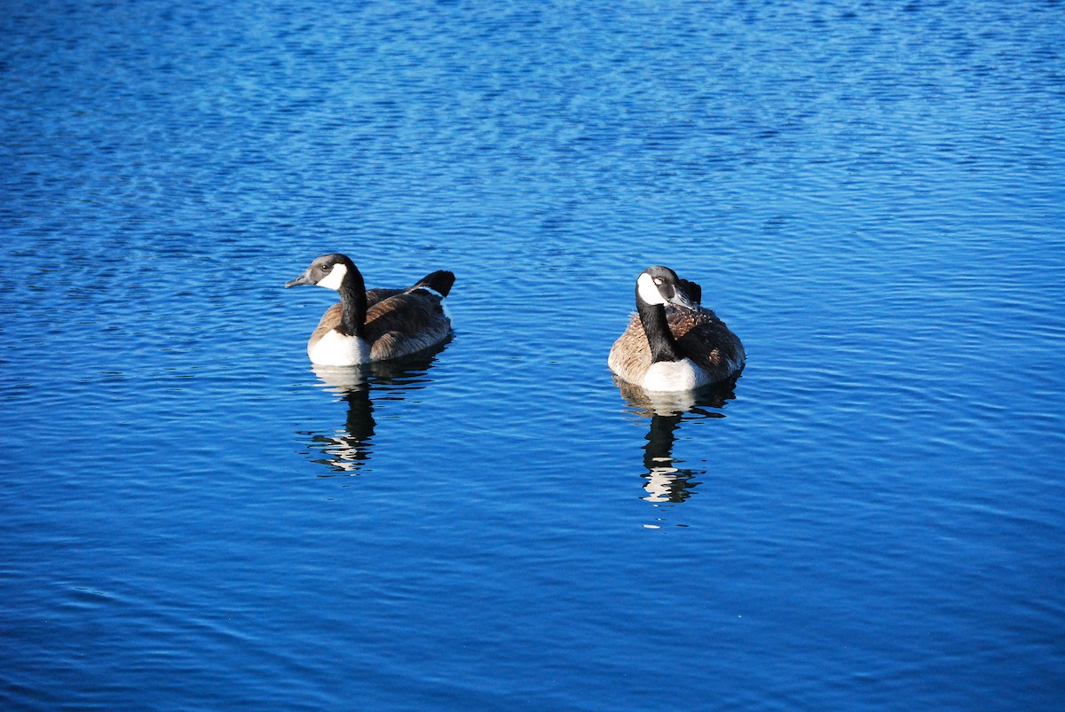 Canada Goose - ML620555907