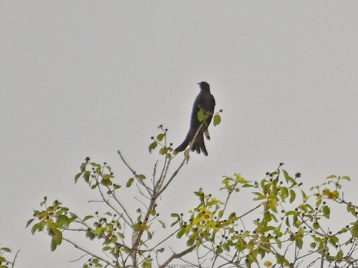 Fork-tailed Drongo-Cuckoo - ML620555909