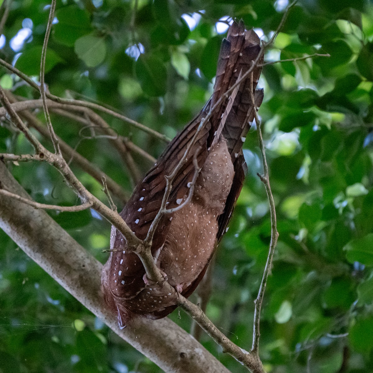 Oilbird - ML620555916