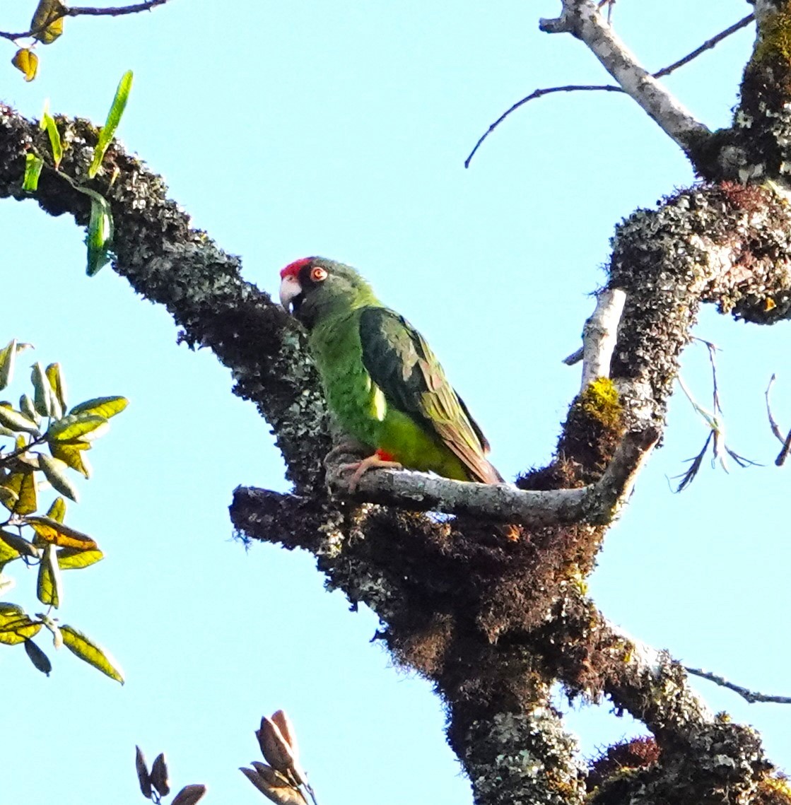 Red-fronted Parrot - ML620555919