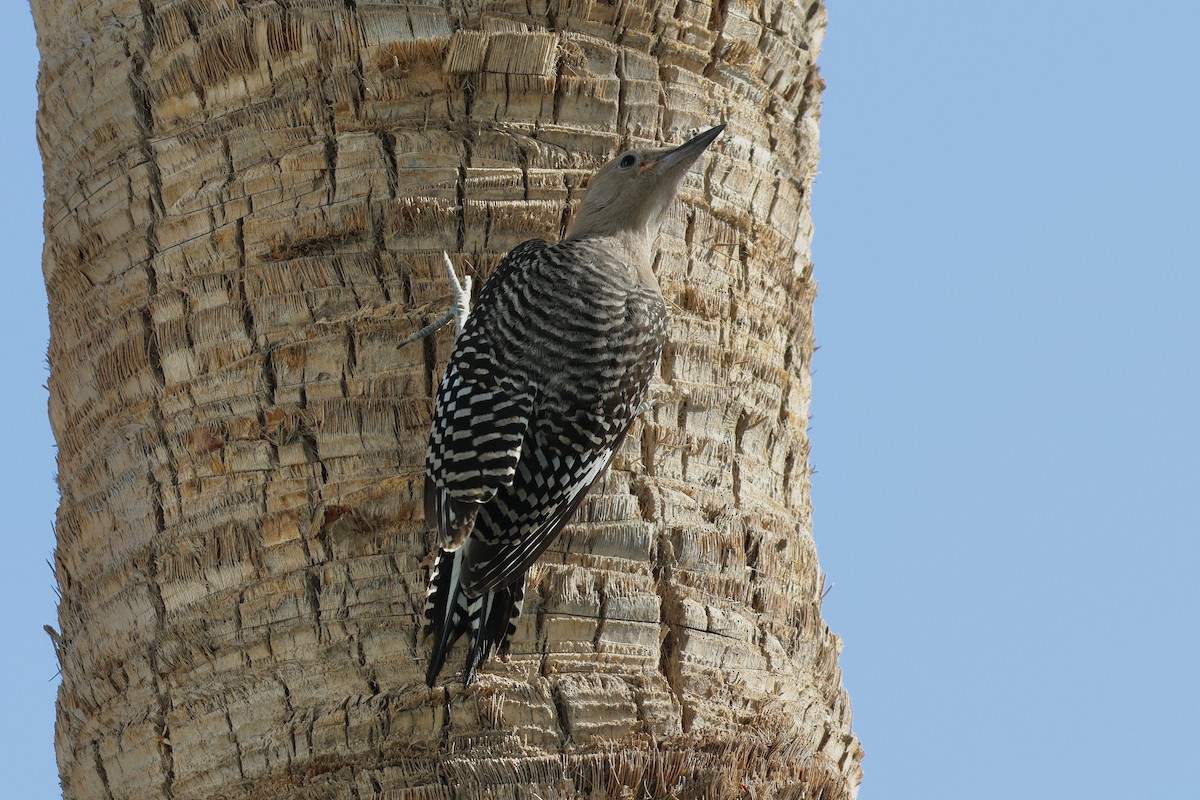 Gila Woodpecker - ML620555921