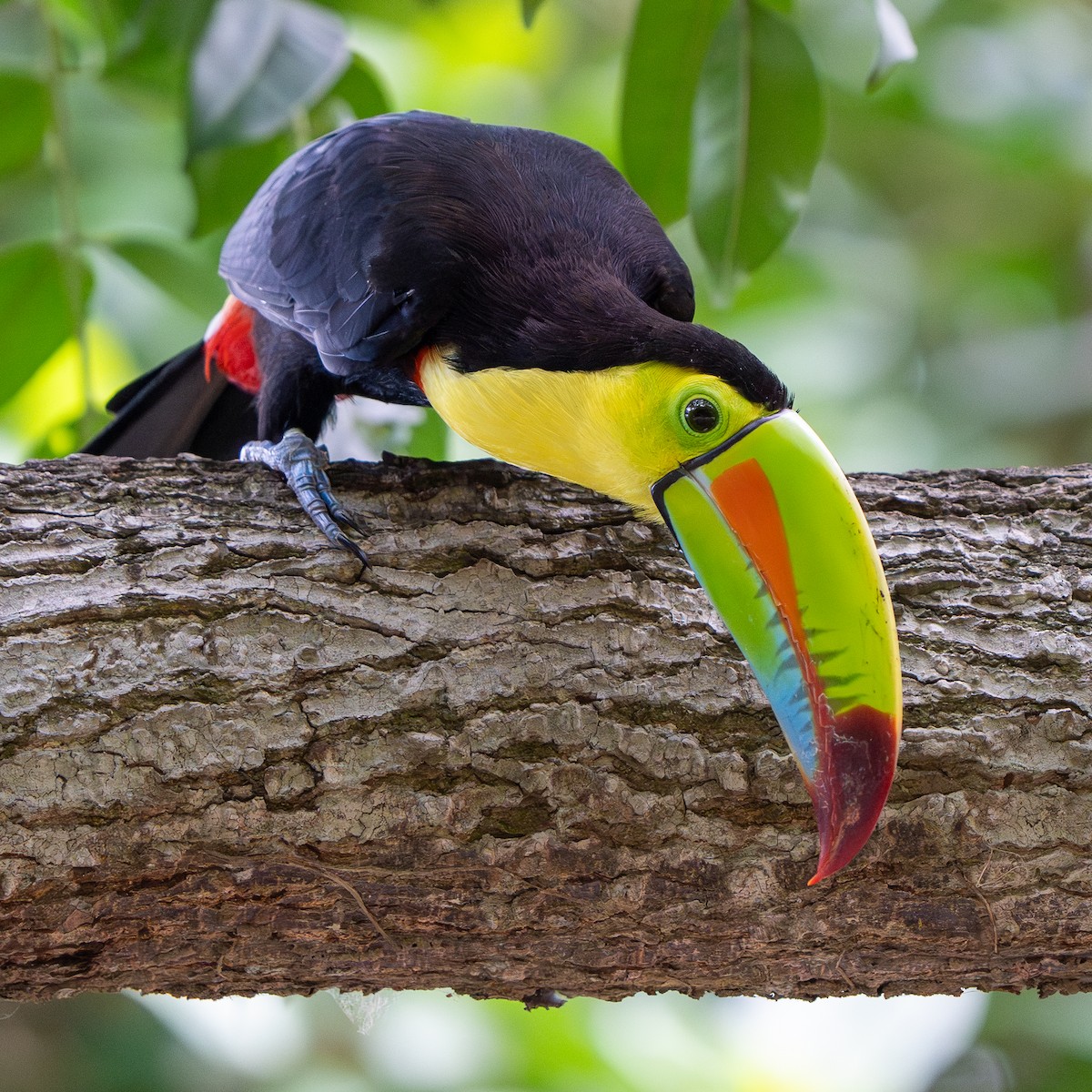 Keel-billed Toucan - ML620555924