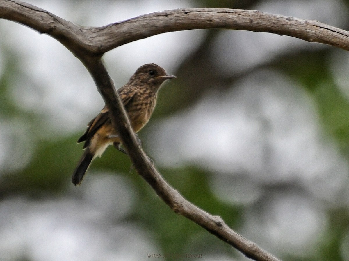 Pied Bushchat - ML620555928